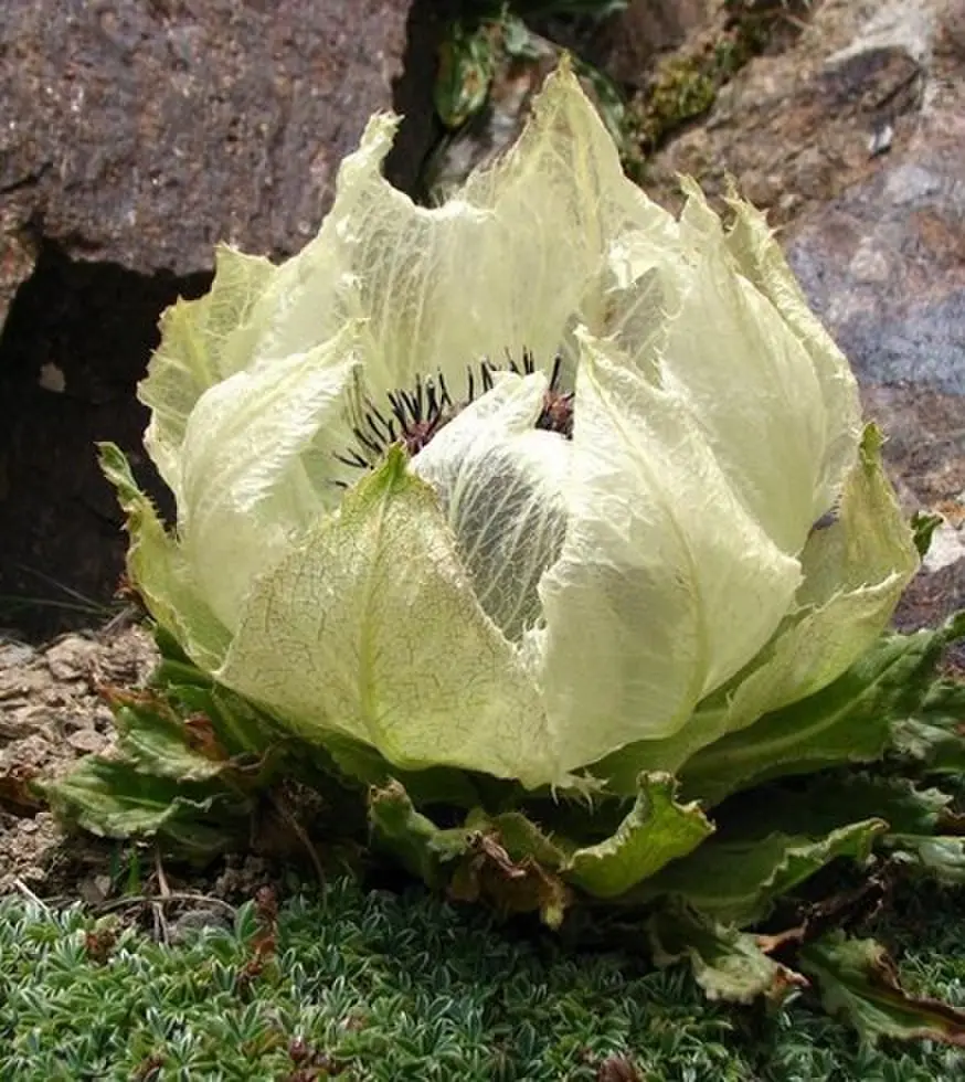 《我化风行万里》全集资源！73集1080P超清无删减版，这故事太上头了！《我化风行万里》网盘播放下载资源
