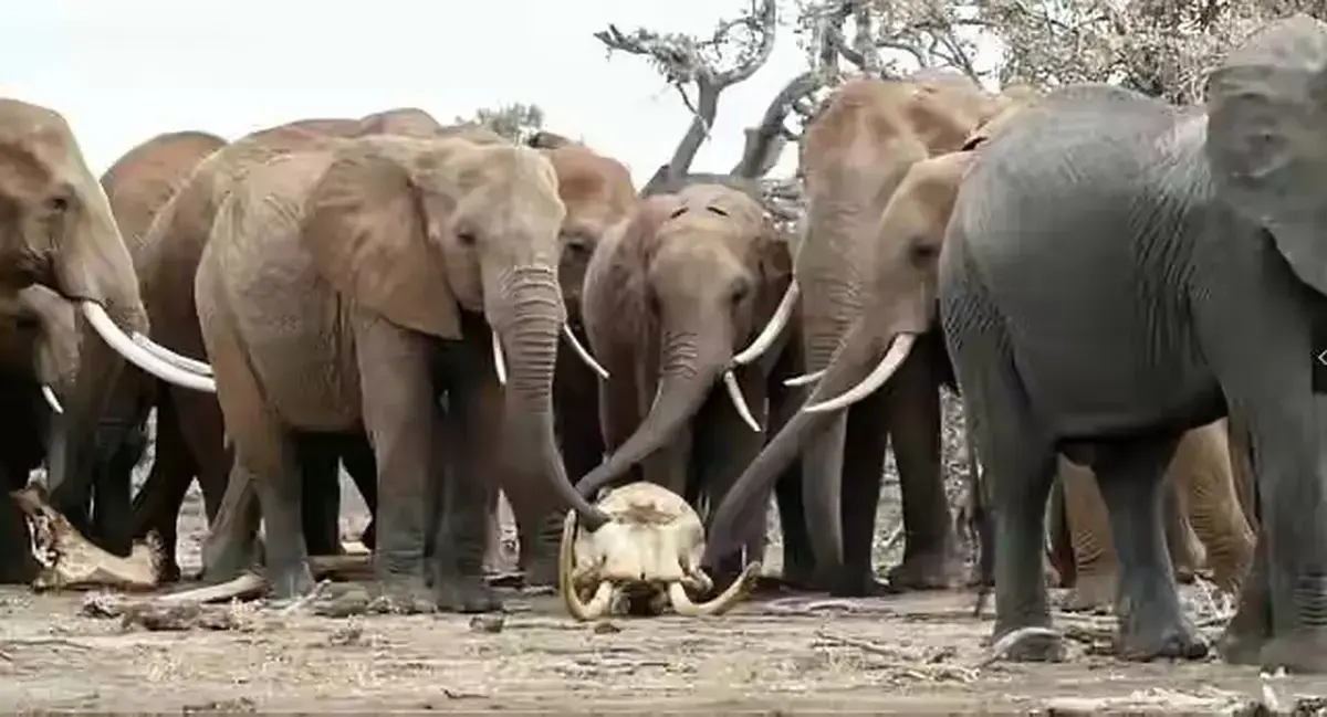 《女王的大象 / La regina degli elefanti》《女王的大象》立即观看《女王的大象》1080P超清未删减版 - 百度网盘/迅雷网盘高速下载资源《女王的大象 / La regina degli elefanti》